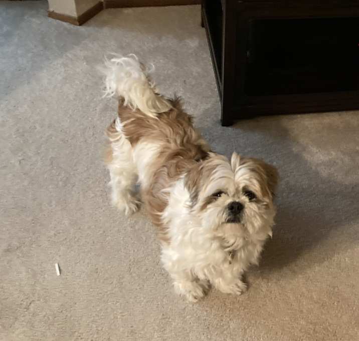 Photo of Buddy