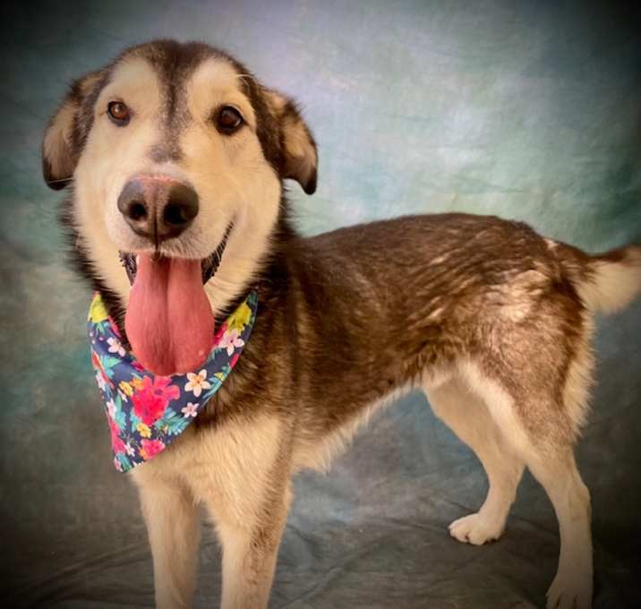 Photo of DASHER