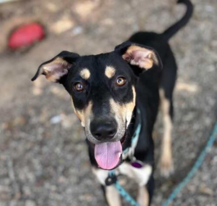 Photo of Junebug