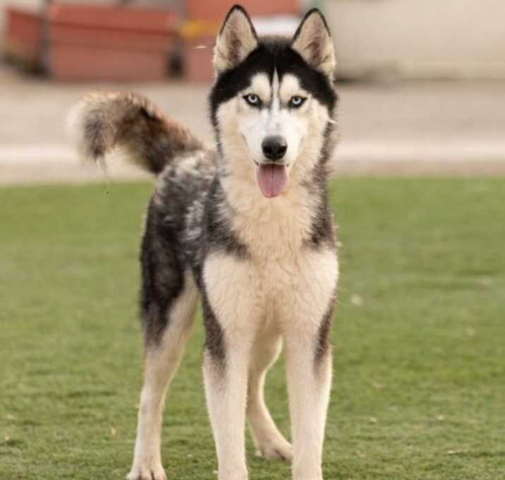 Photo of Rex