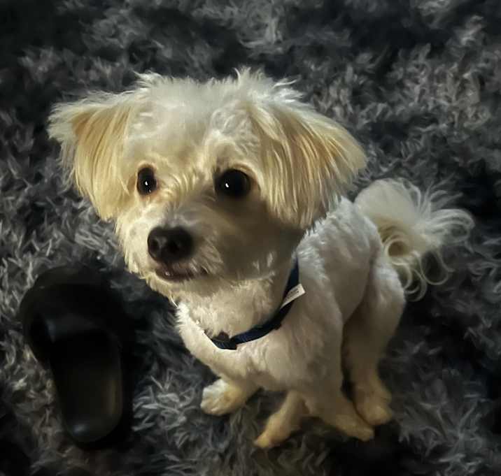 Photo of Tommy