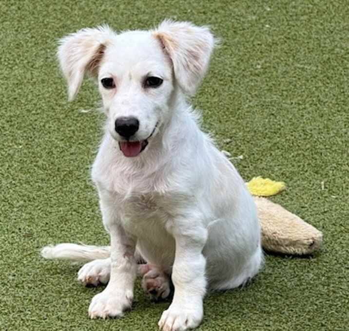 Photo of Frankie