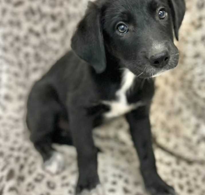 Photo of Duke meet me 7/19