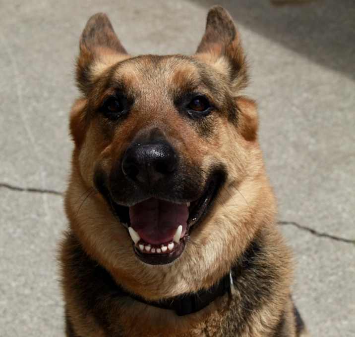 Photo of Rex