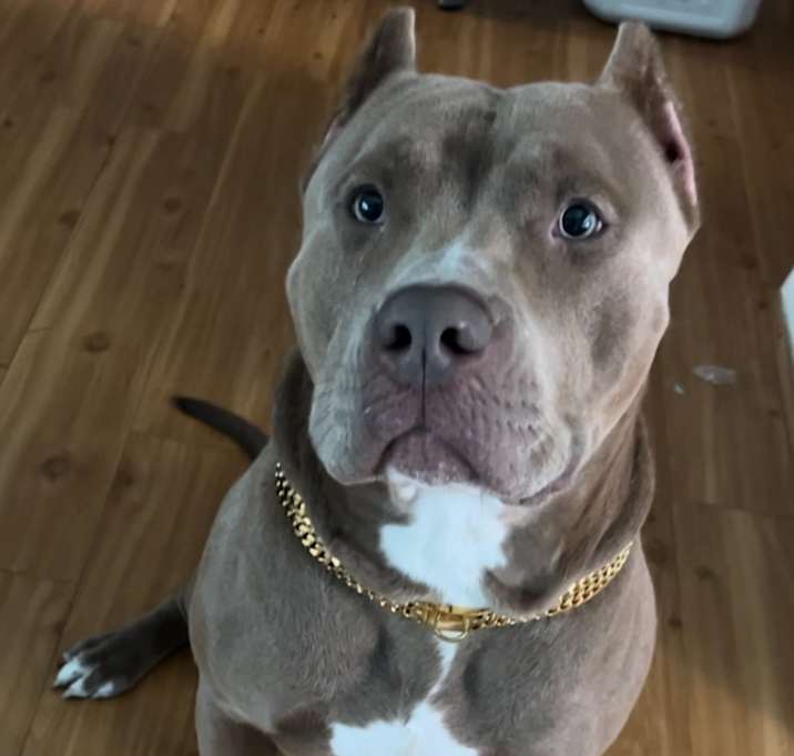 Photo of Boss