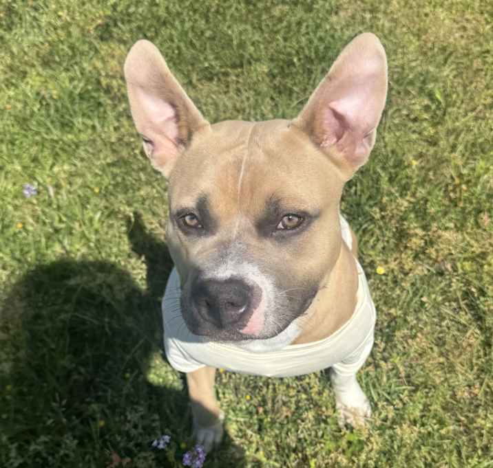 Photo of Luna