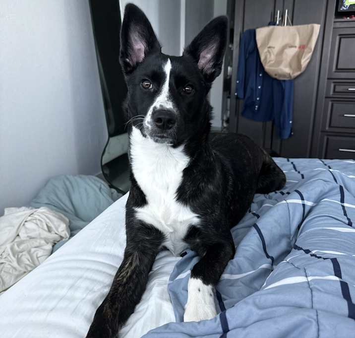 Photo of Daisy
