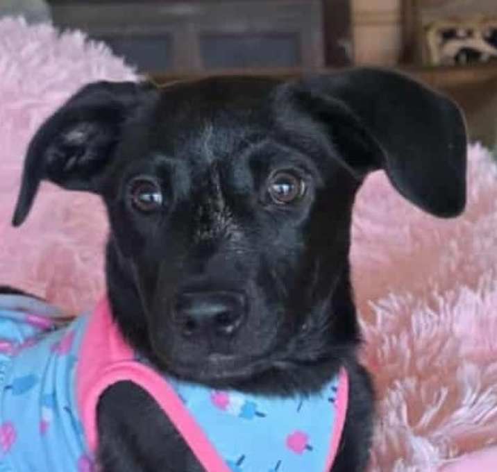 Photo of Missy