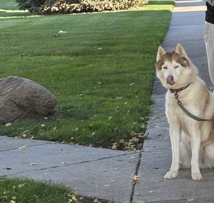 Photo of Apollo