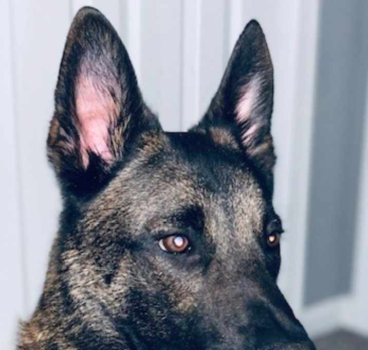 Photo of Sandor