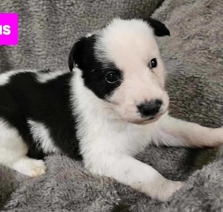 Photo of Pegasus (4wk PUPPY)