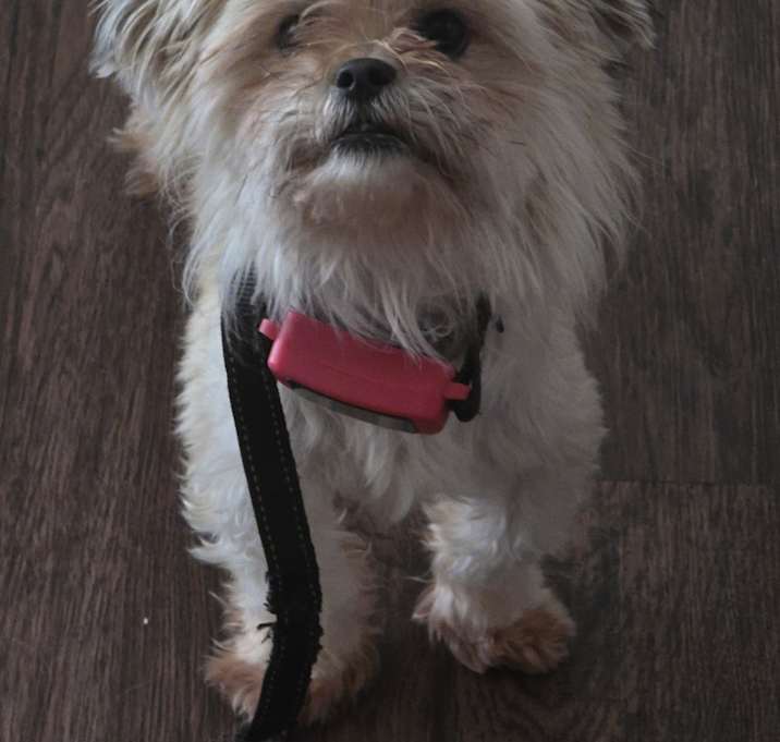 Photo of Sassy