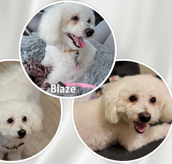 Photo of Blaze - PA