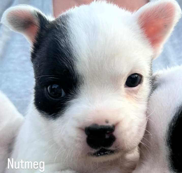 Photo of NUTMEG