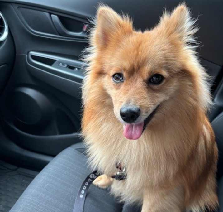 Photo of Foxy