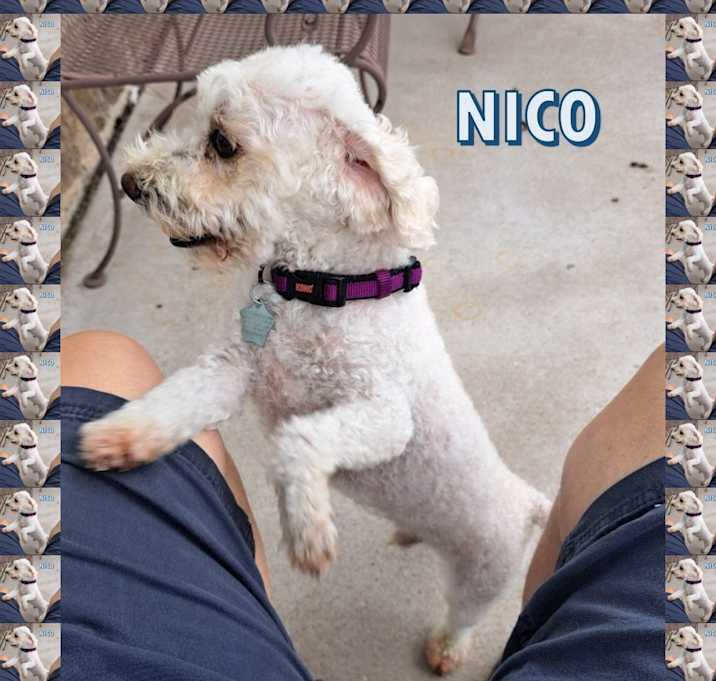 Photo of Nico - N.TX