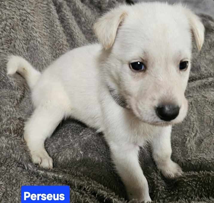 Photo of Perseus (4wk PUPPY)3