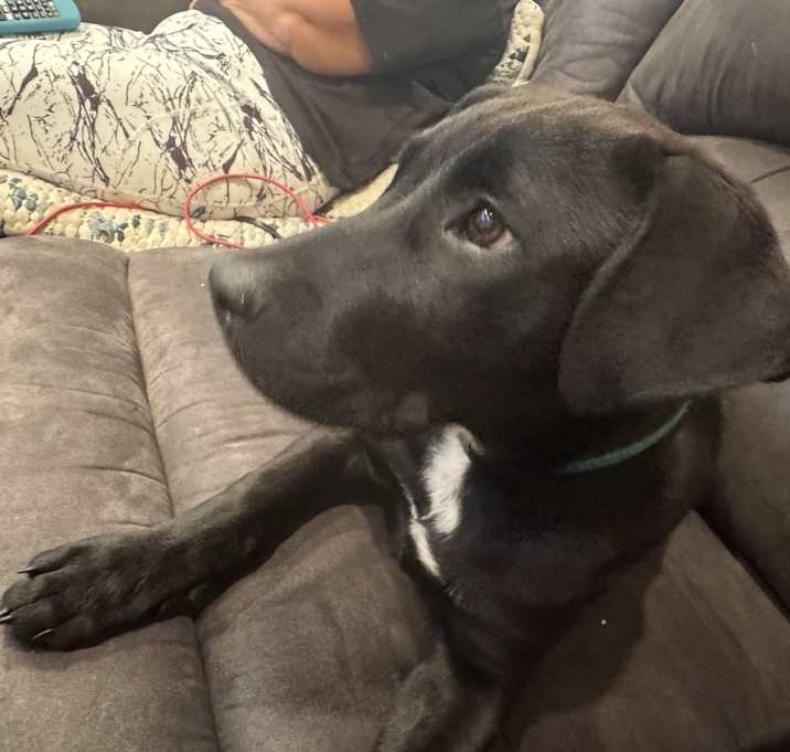 Photo of Cooper