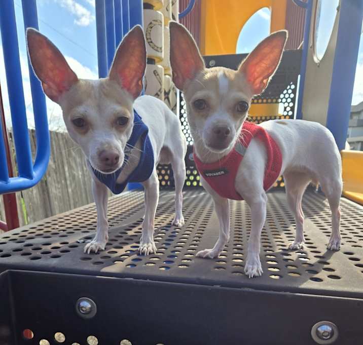 Photo of Sampson and Delilah