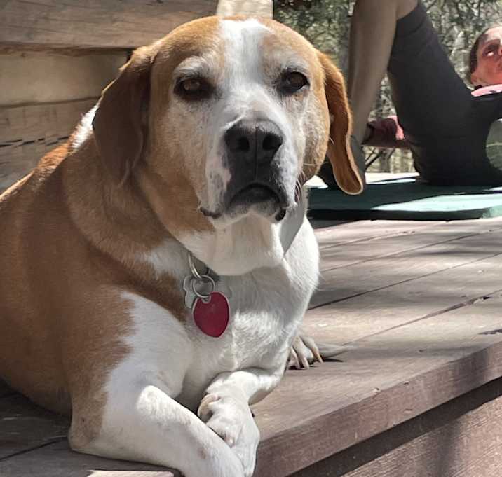 Photo of Boone