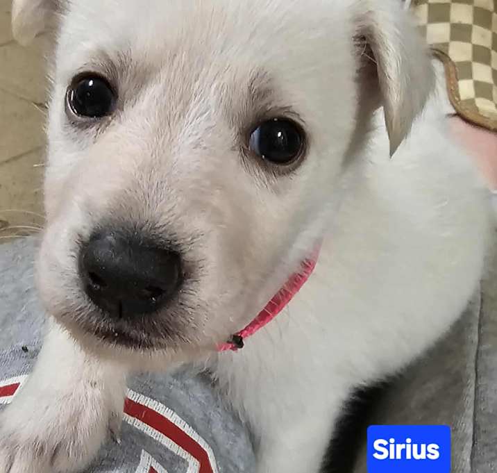 Photo of Sirius (4wk PUPPY)