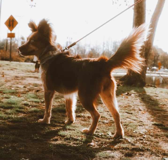 Photo of Piper