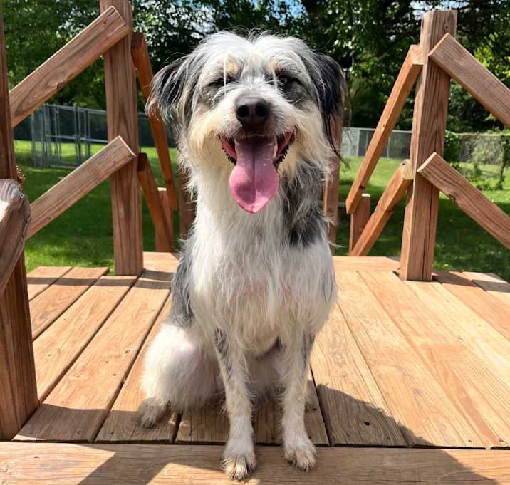 Photo of Schnitzel