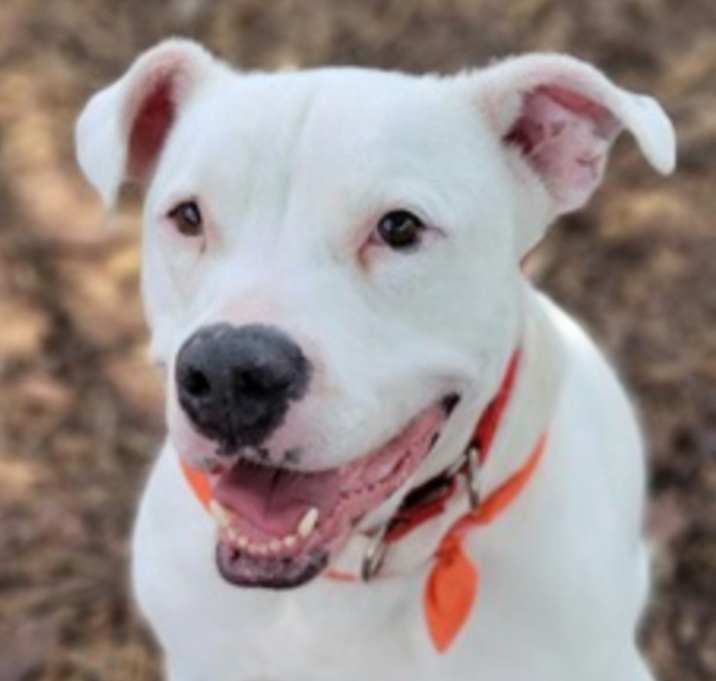Photo of Bronco