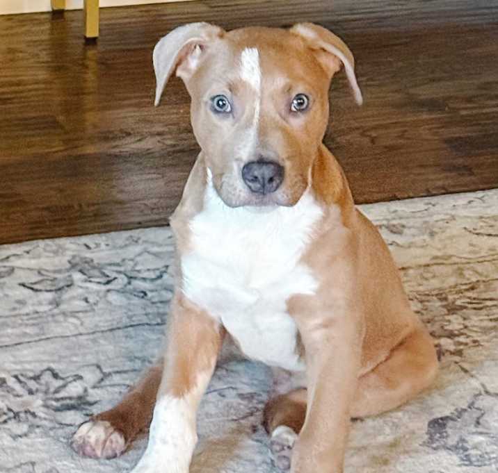 Photo of Archie