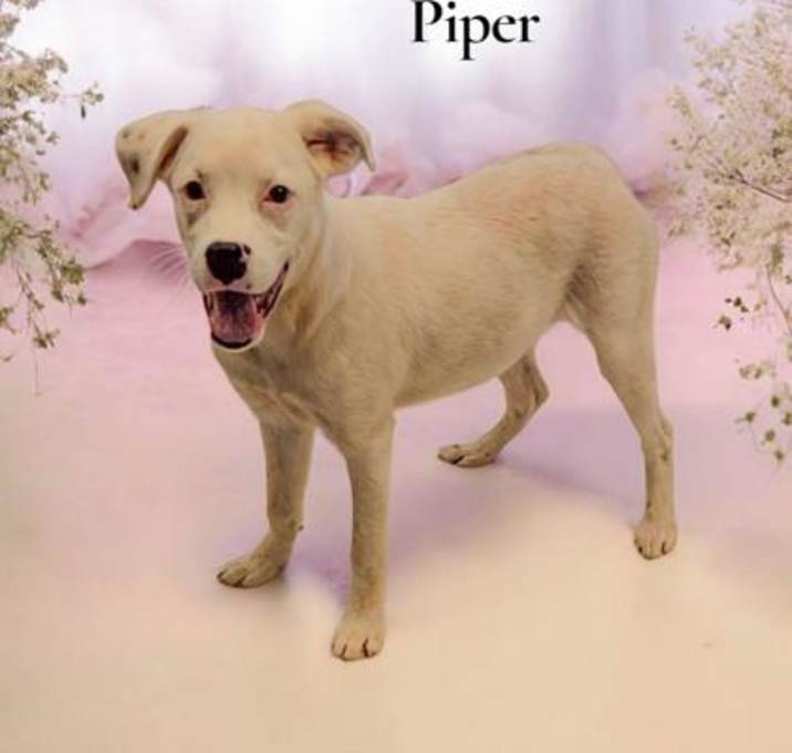 Photo of Piper