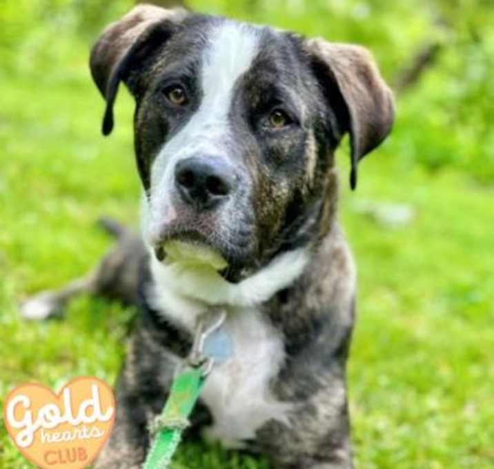 Photo of Bitsy