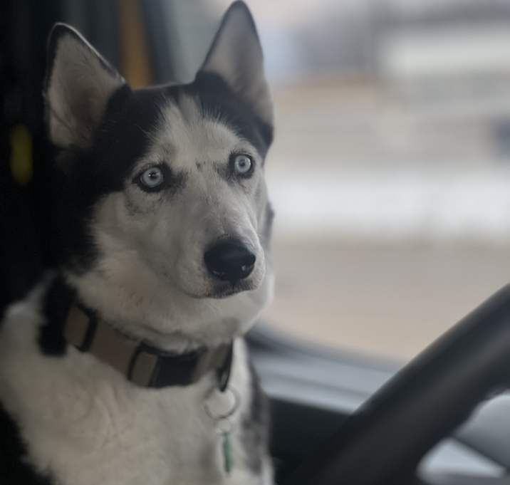 Photo of Nala