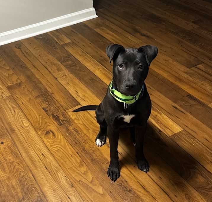 Photo of Sassy