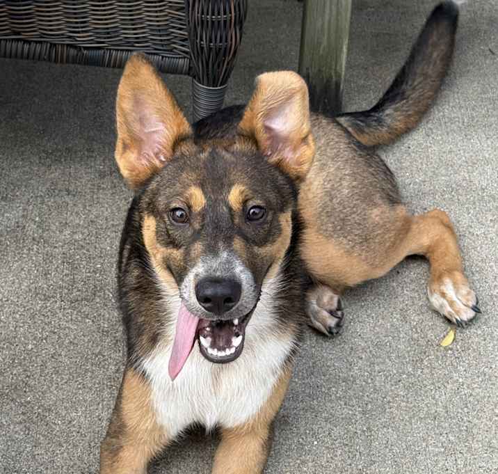 Photo of Koda