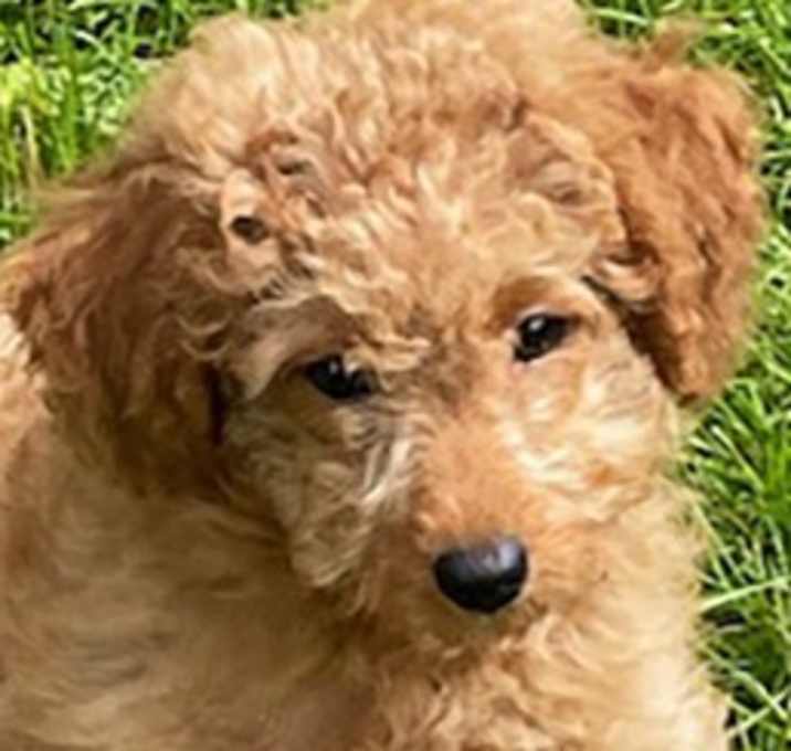 Photo of HOWIE (THE TOTAL PUPPY!!)