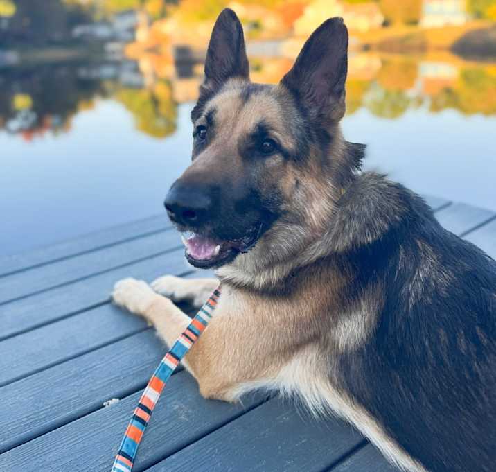 Photo of Roo