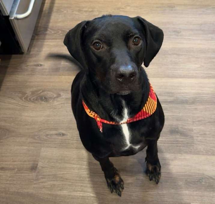 Photo of Auggie