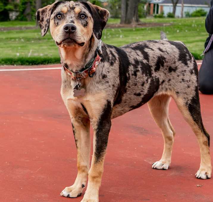 Photo of Luna