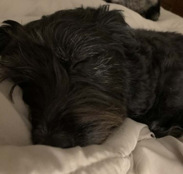 Photo of Pepper