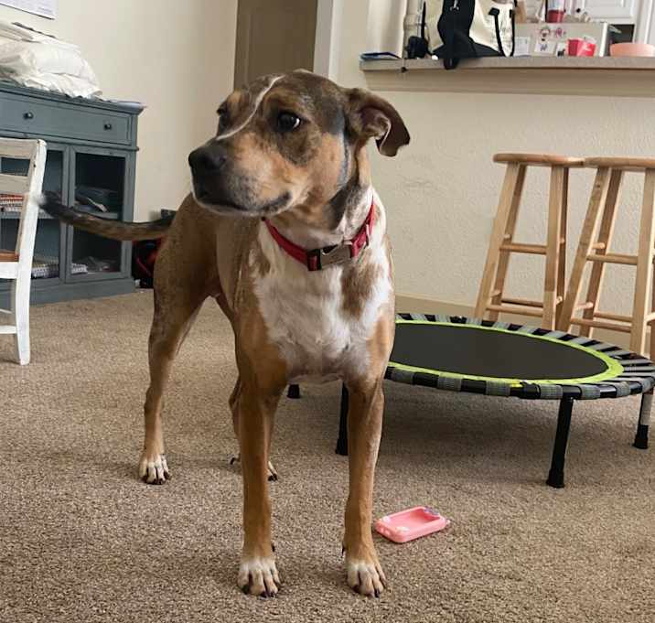 Photo of Maverick
