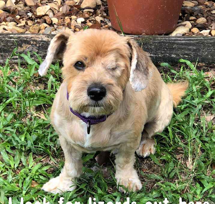 Photo of Petey