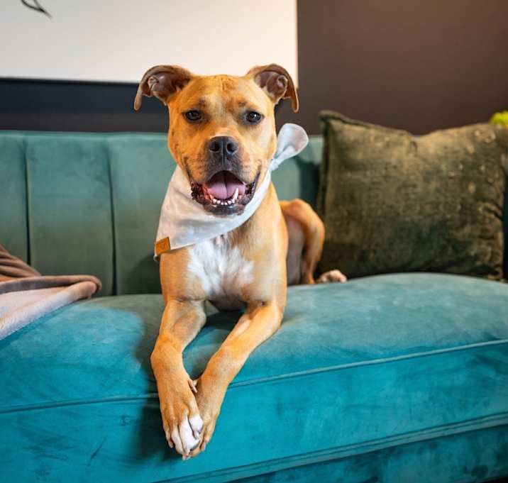Photo of Rose (Rosie Roo)
