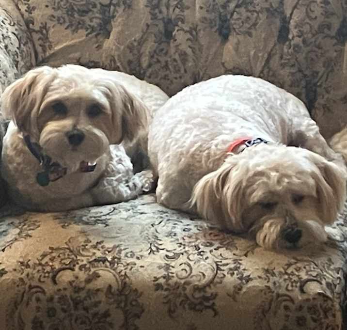 Photo of Ivey and Jasper