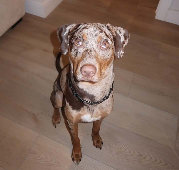 Photo of Draco