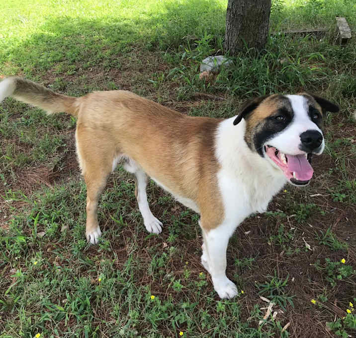 Photo of Tucker #2