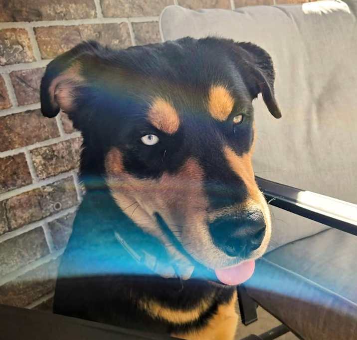 Photo of Rocky