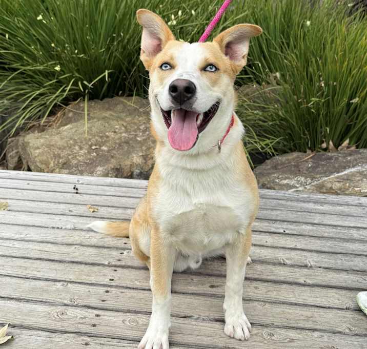 Photo of Cal