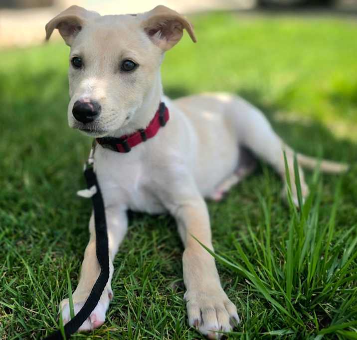 Photo of Bailey