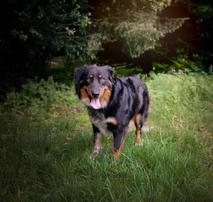 Photo of BRUNO