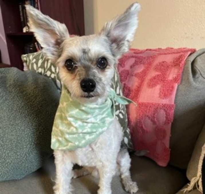 Photo of Lucky